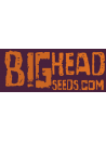Big Heads Seeds
