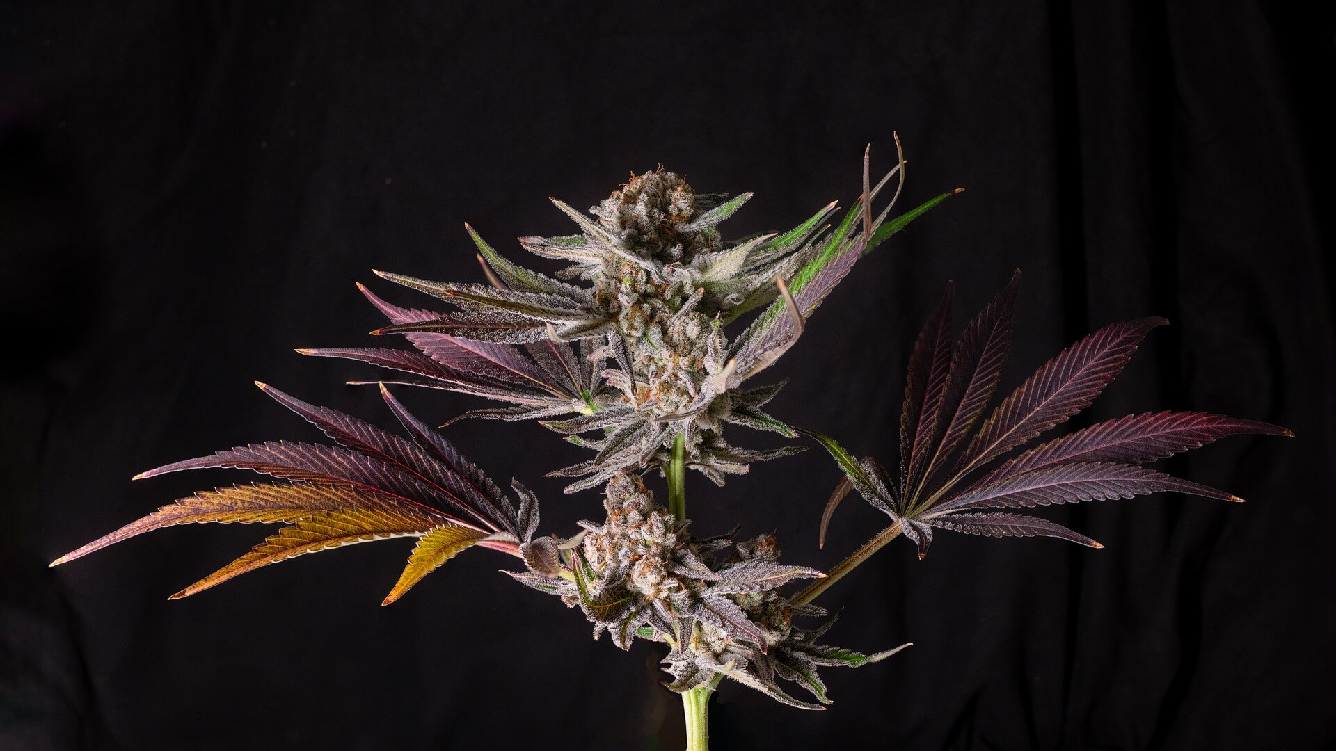 Root's Seeds – Graines de Cannabis & Fleurs CBD depuis 2011